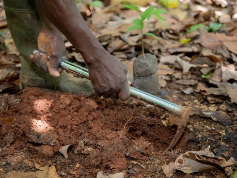 une personne creuse pour planter une pousse de cacaoyer