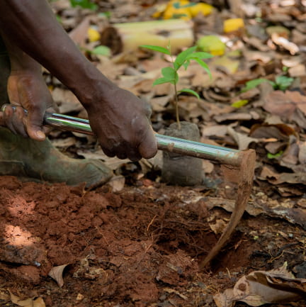 planting a cocoa tree